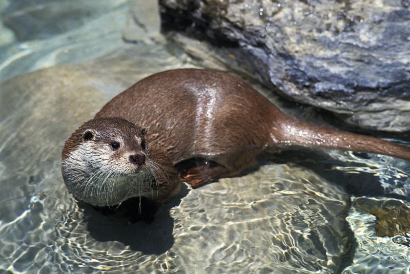 Sie sehen ein Bild von einem Fischotter -Europäischer Otter, Luther Luther stockfoto Foto: © slowmotiongli  – Stock photo ID:1262783295