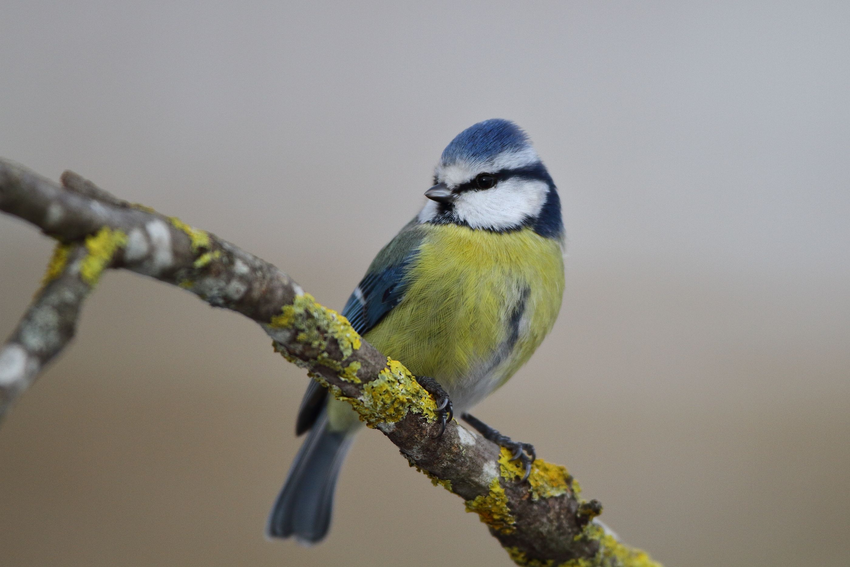 Sie sehen ein Bild mit einer Blaumeise - mit der markanten blauen Kappe auf dem Kopf und einem weißen Gesicht.