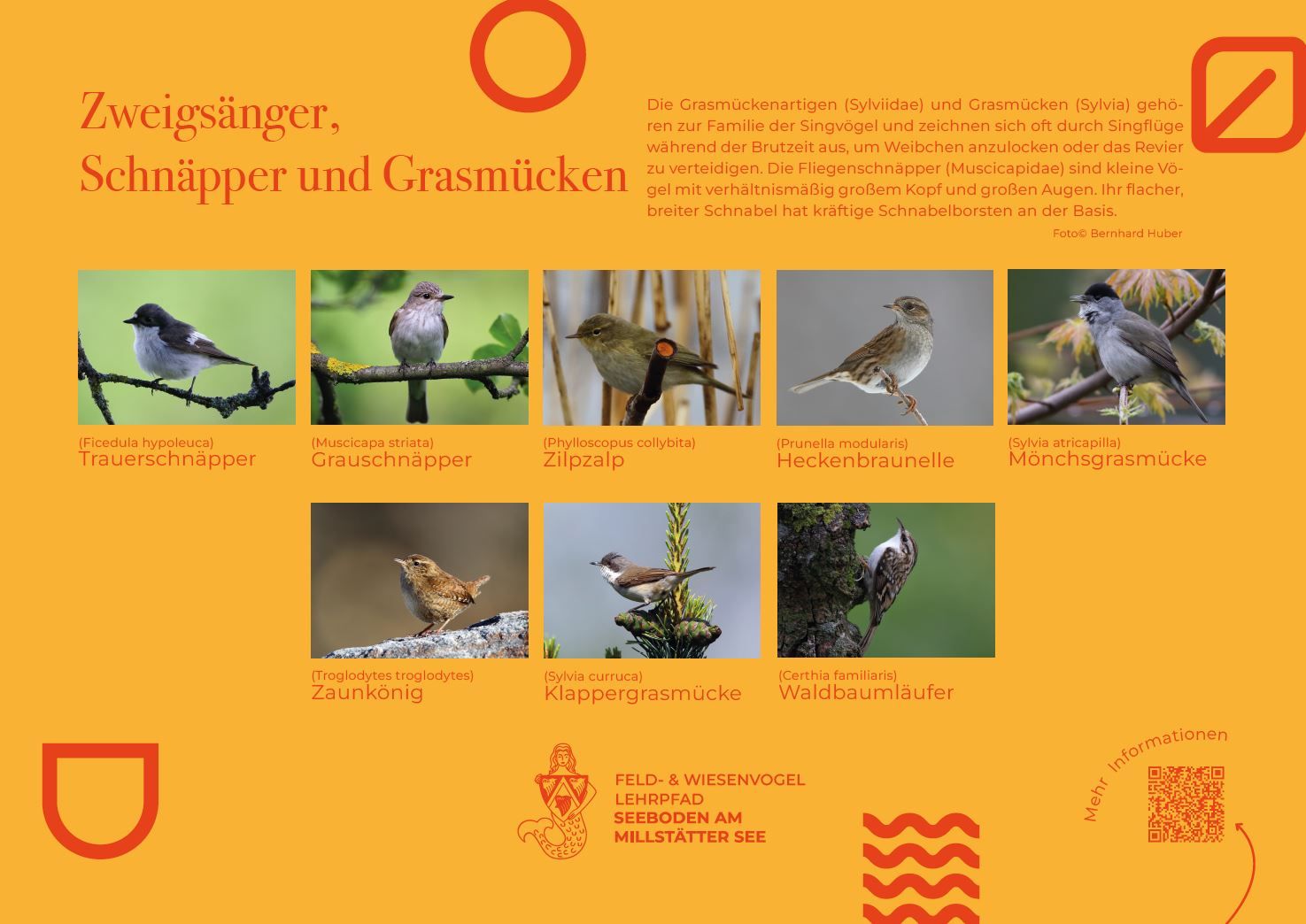 Sie sehen die Tafel mit allen Informationen zu Zweigsänger, Schnäpper und Grasmücken