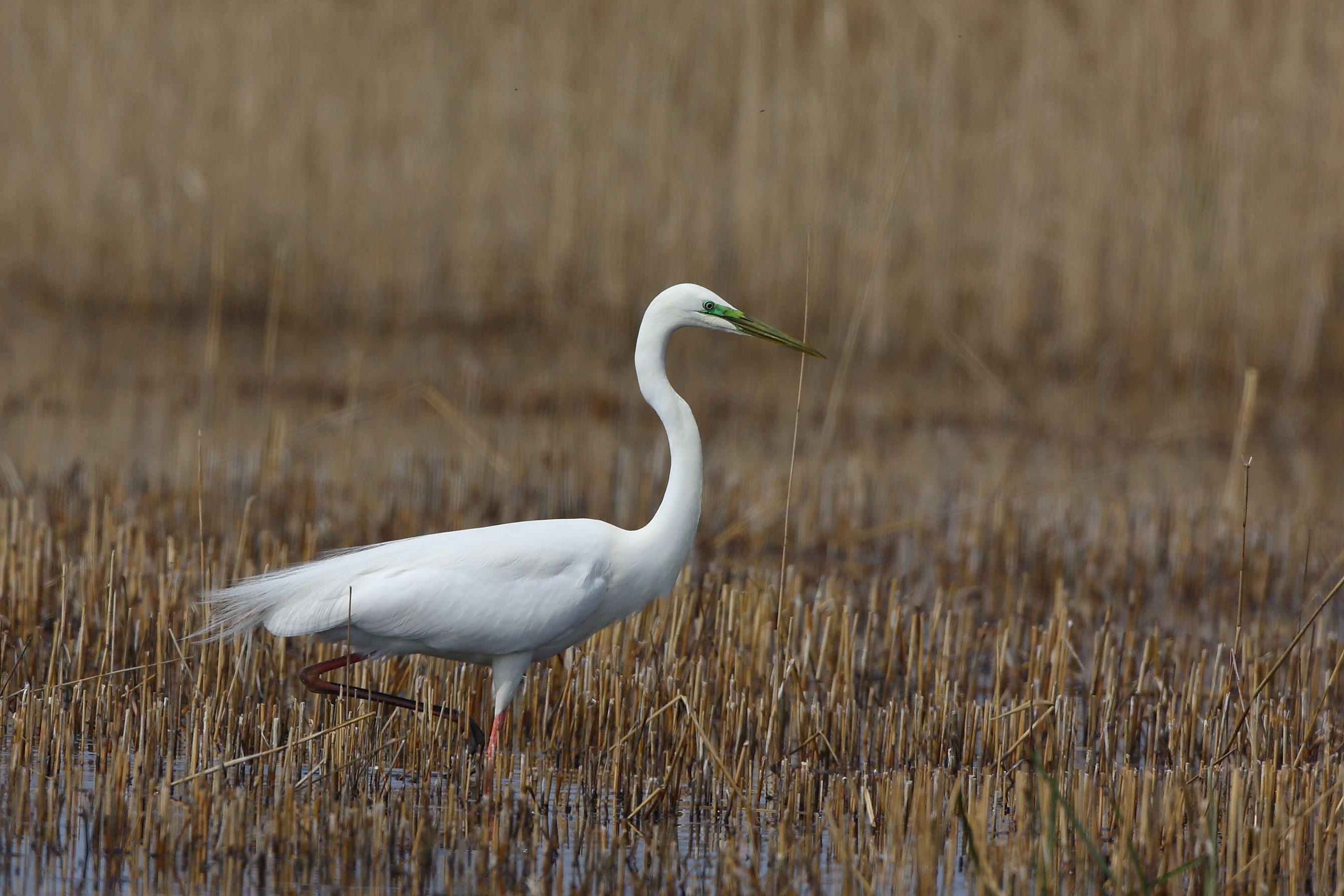 Sie sehen ein Bild mit dem büscheliger Egerlingsschirmling