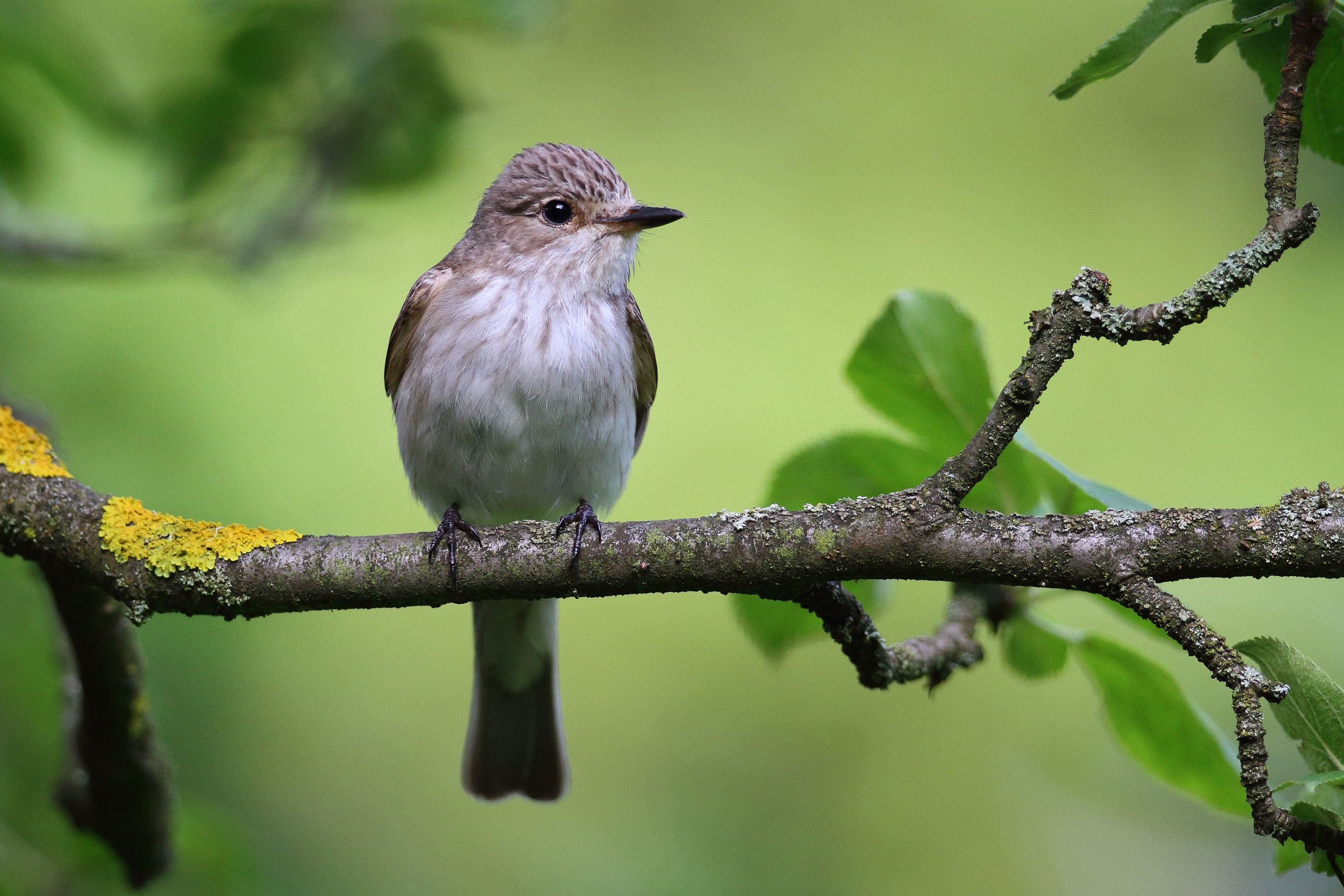 Sie sehen ein Bild mit dem Grauschnäpper - Er hat ein graues, leicht braunes Gefieder