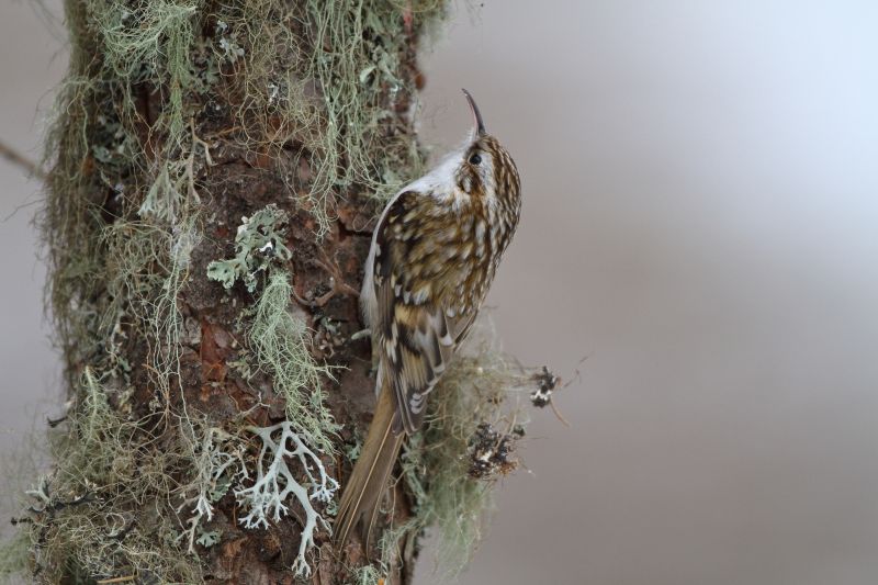 Sie sehen ein Bild mit einem Waldbaumläufer - Foto: © Bernhard Huber