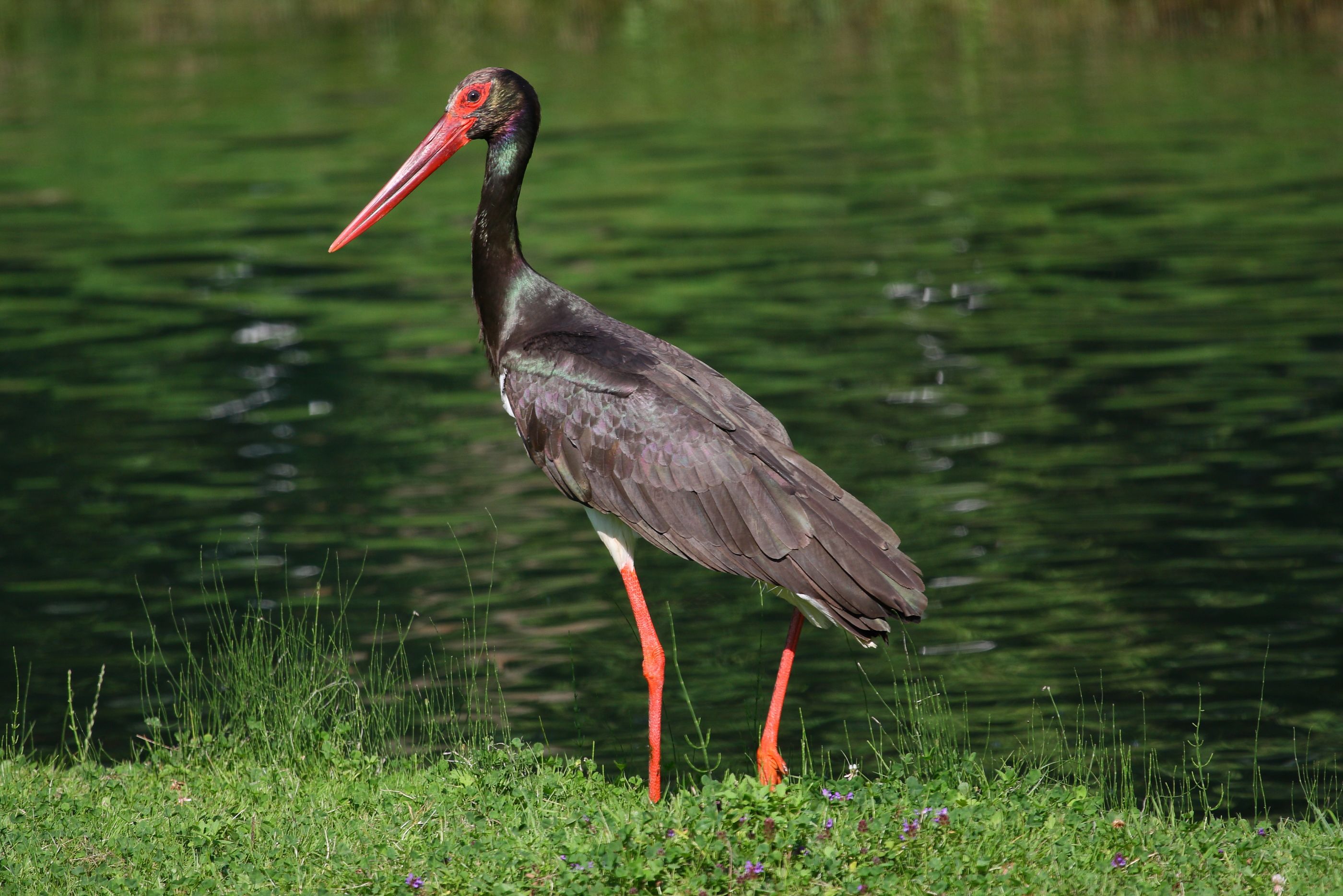 Sie sehen ein Bild mit einem Schwarzstorch - er hat ein auffälliges, glänzend schwarzes Gefieder