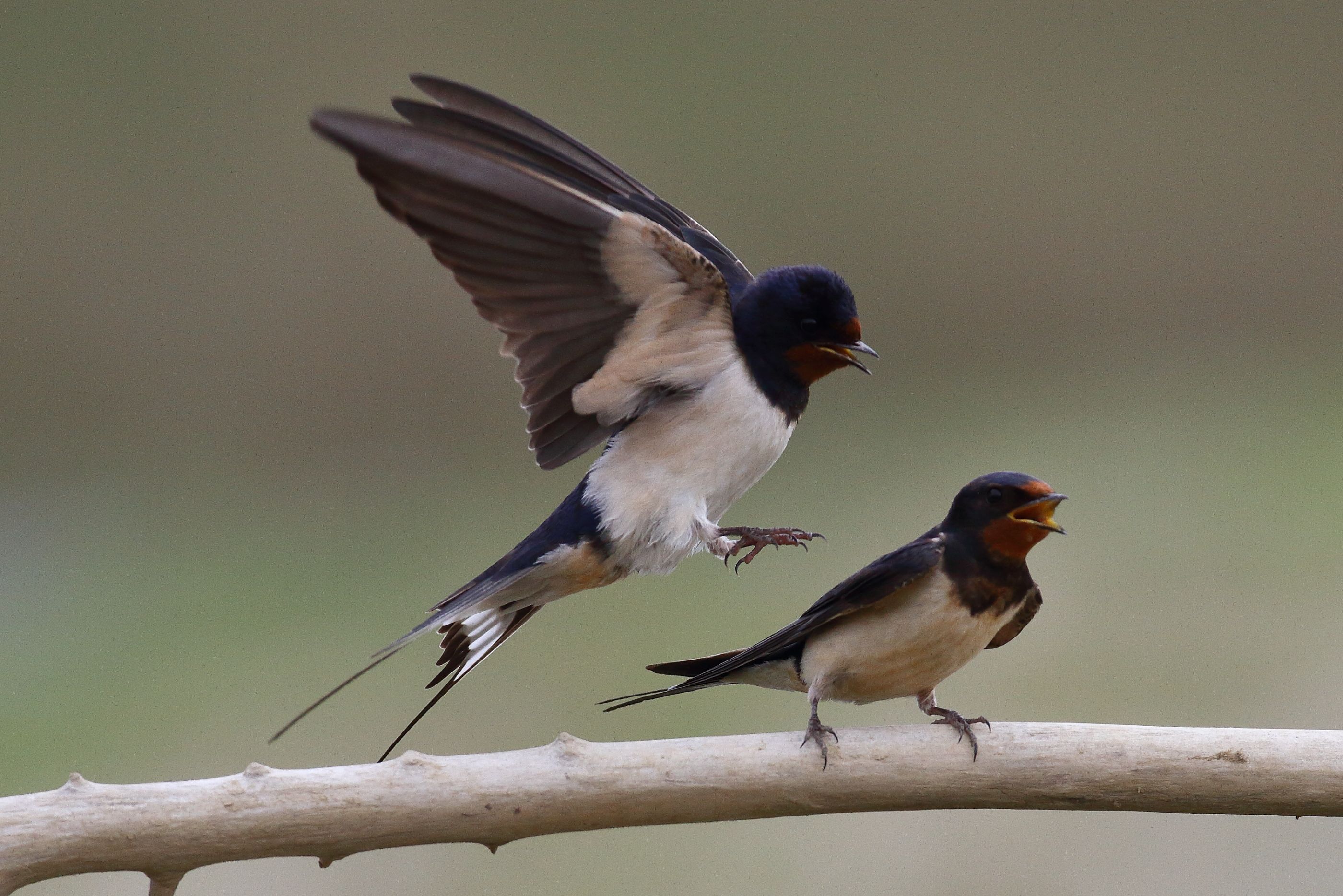 Sie sehen ein Bild mit der Rauchschwalbe - Sie hat eine markante blaue Oberseite und eine weiße Unterseite