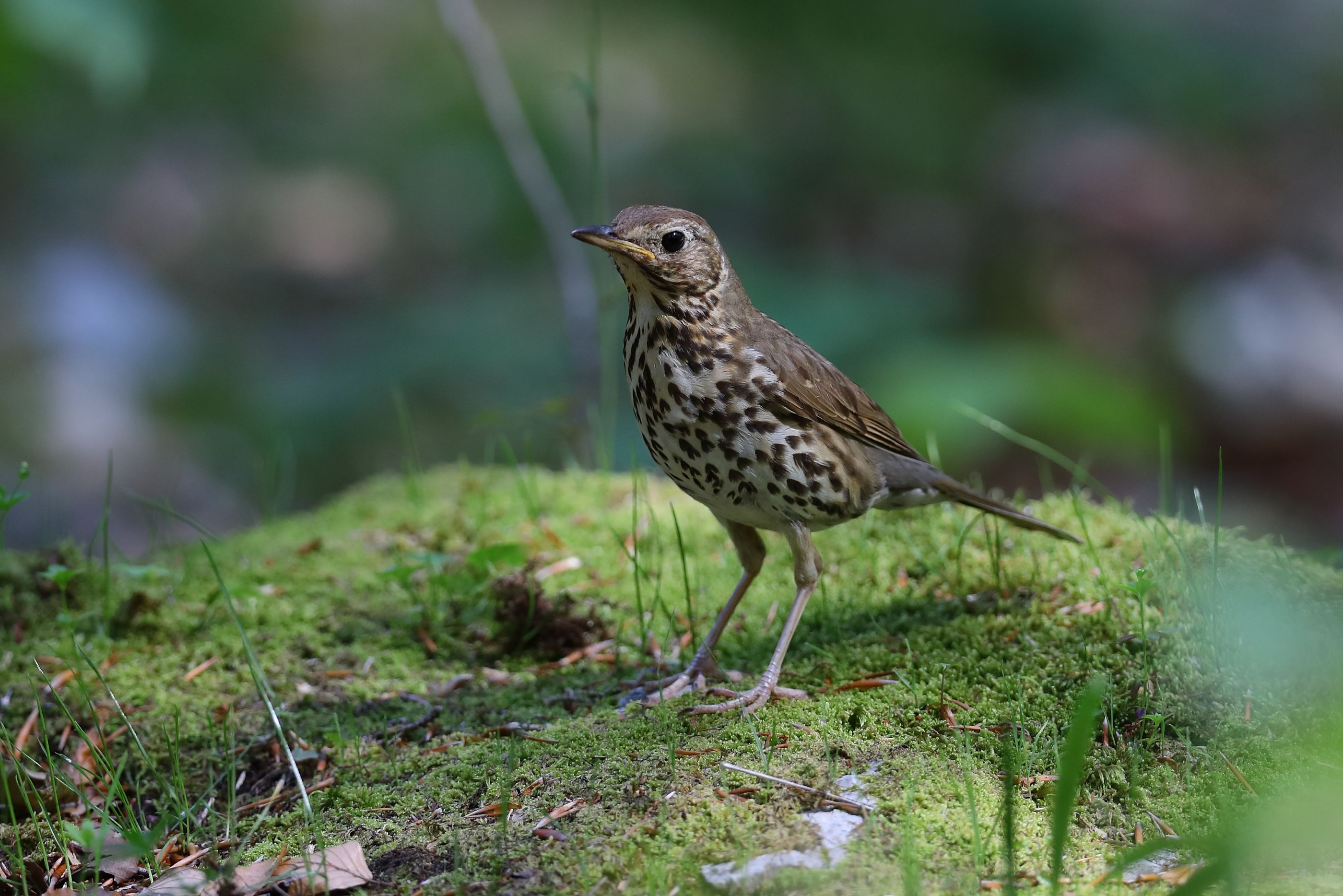 Sie sehen ein Bild von einer Singdrossel mit dunklen Flecken auf der Brust
