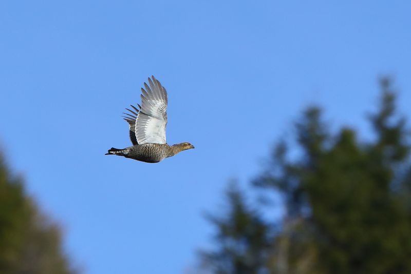 Sie sehen ein Bild von einem Birkhenne - Foto: © Bernhard Huber