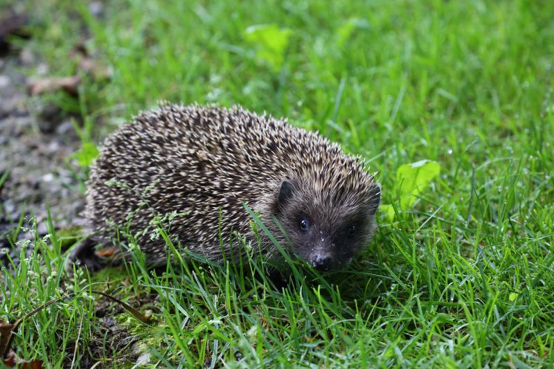 Sie sehen ein Bild von einem Igel - Foto: © Bernhard Huber