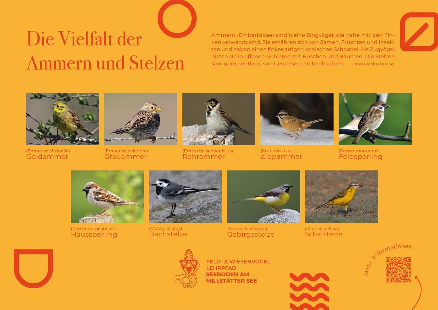 Sie sehen die Tafel mit allen Informationen zu Ammern und Stelzen