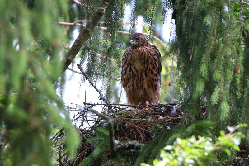 Sie sehen ein Bild mit einem Rothabicht - Foto: © Bernhard Huber