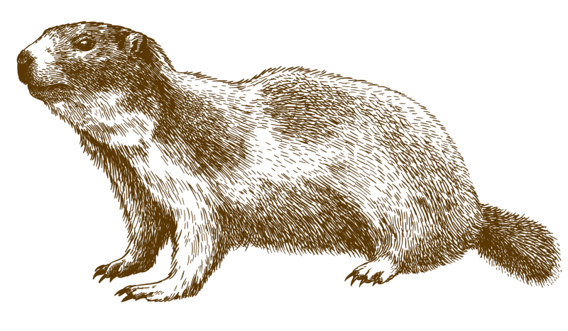 Sie sehen ein Bild mit einem Murmeltier -  Vektor antike Gravur Zeichnung Illustration von Alpenmurmeltier isoliert auf weißem Hintergrund - Stock illustration ID:1087645744 - Credit:Andrii-Oliinyk 