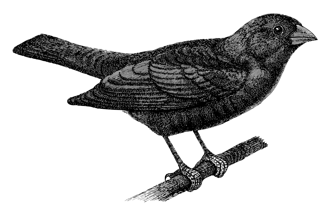 Sie sehen ein Bild mit einer Ammer - Vintage gravierte Illustration isoliert auf weißem Hintergrund - Kuhammer (Molothrus pecoris). - Foto: © Hein Nouwens -  Stock illustration ID:1383032623