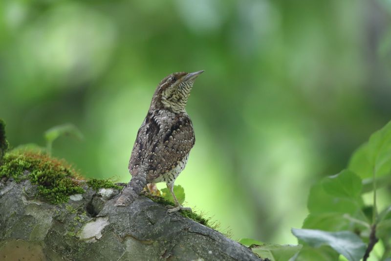 Sie sehen ein Bild von einem Wendehals - Foto: © Bernhard Huber