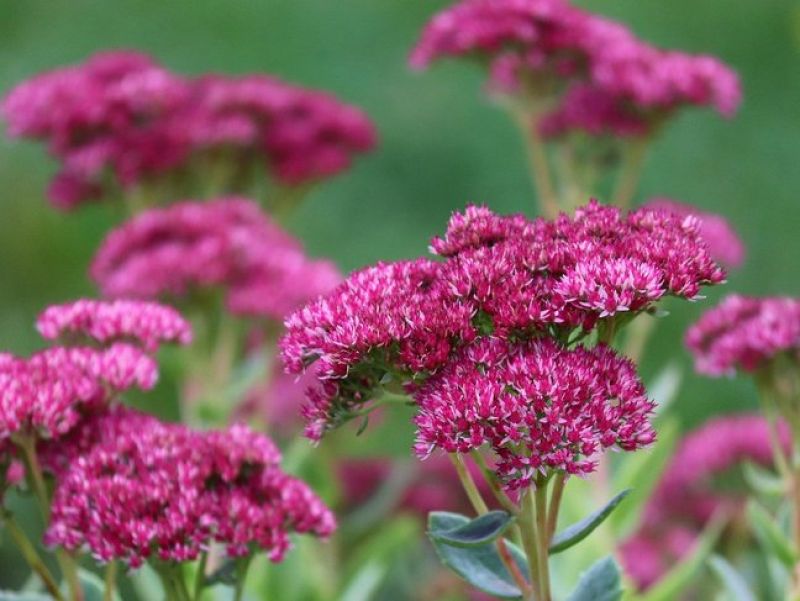 Sie sehen eine Bild einer Fetthenne -  Die pflanze ist ein Steingewächs hat dicke fleischige Blätter. Die Blüten sind pink und wachsen Büschelartig. 