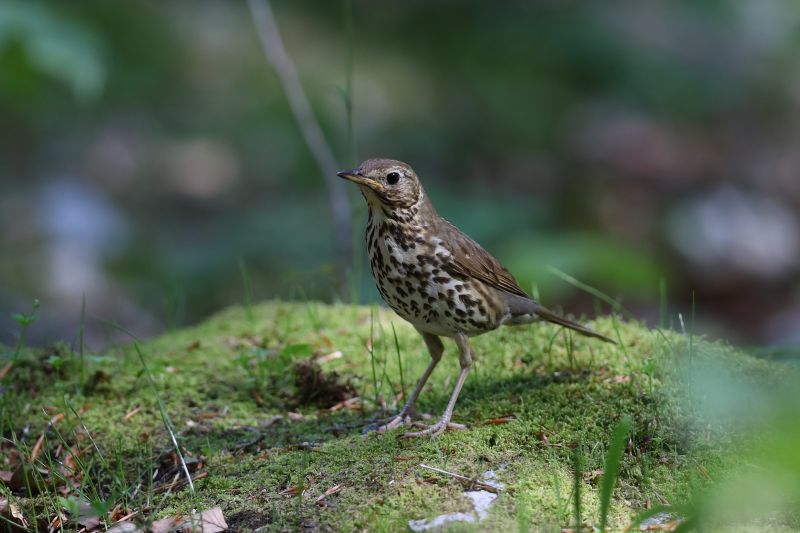 Sie sehen ein Bild mit einer Singdrossel - Foto: © Bernhard Huber