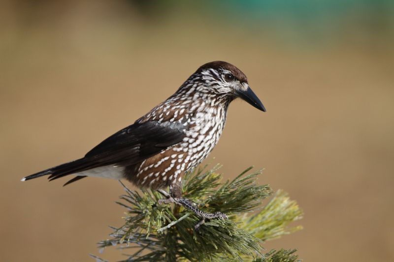 Sie sehen ein Bild mit einem Tannenhäher - Foto: © Bernhard Huber