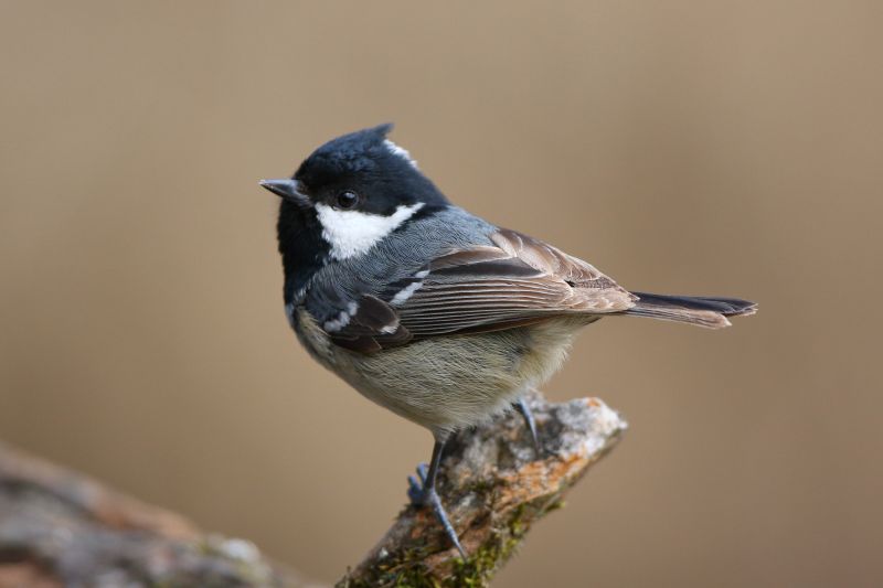 Sie sehen ein Bild mit einer Tannenmeise - Foto: © Bernhard Huber