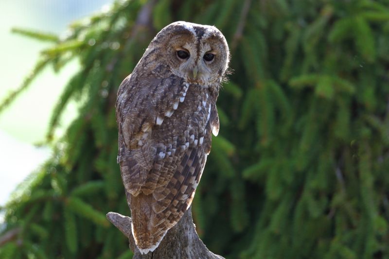 Sie sehen ein Bild mit einem Waldkauz- Foto: © Bernhard Huber