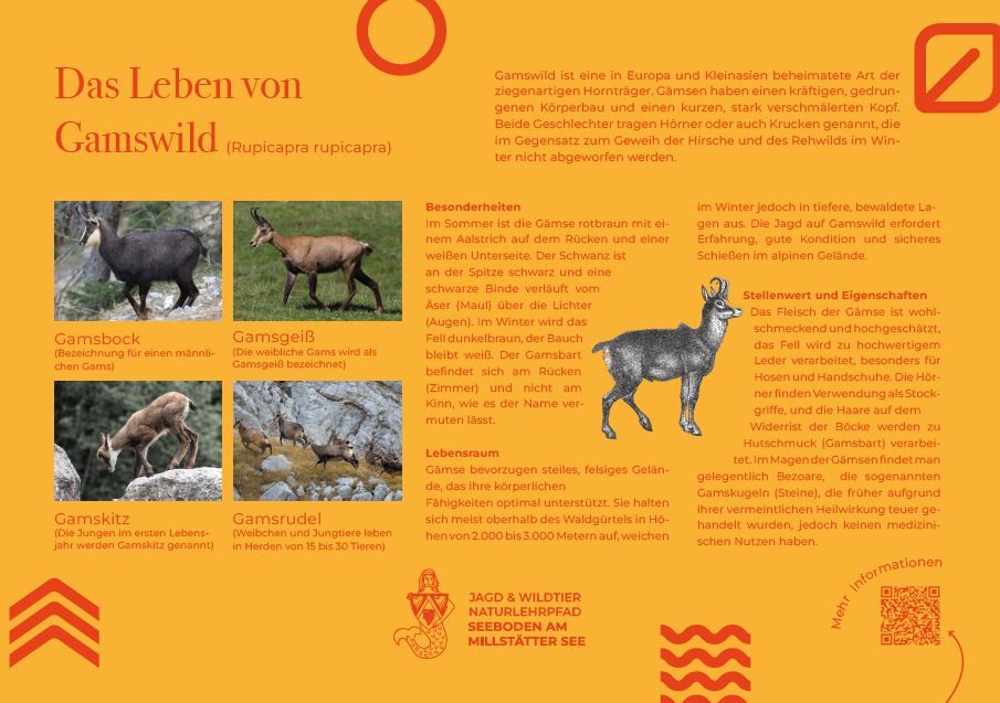 Sie sehen die Tafel mit allen Informationen zu Gämsen. Der QR- Code führt vom Lehrpfad auf diese Seite um alle Informationen zu erhalten. 