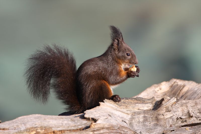 Sie sehen ein Bild mit einem Eichhörnchen - Foto: © Bernhard Huber