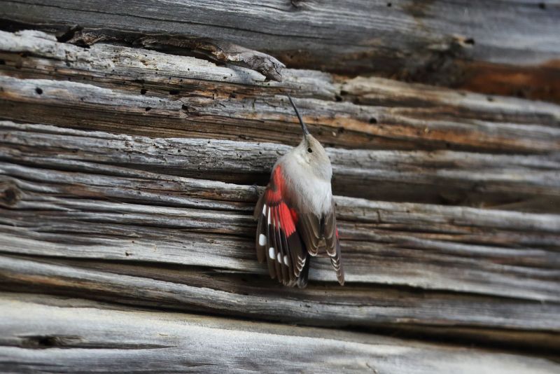 Sie sehen eine Bild mit einem Mauerläufer - Foto: © Bernhard Huber
