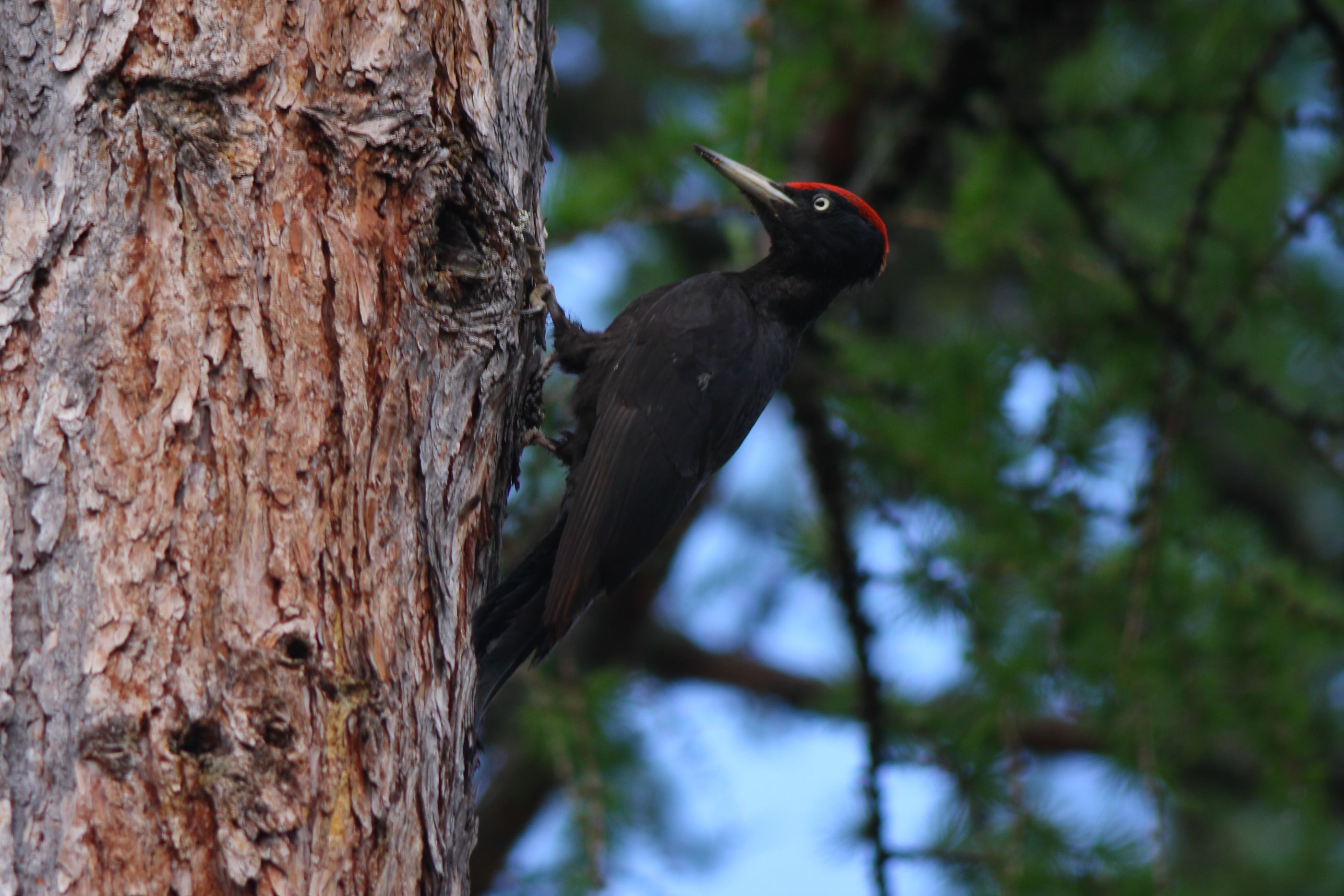 Sie sehen ein Bild von dem Schwarzspecht- mit markantem, schwarzen Gefieder