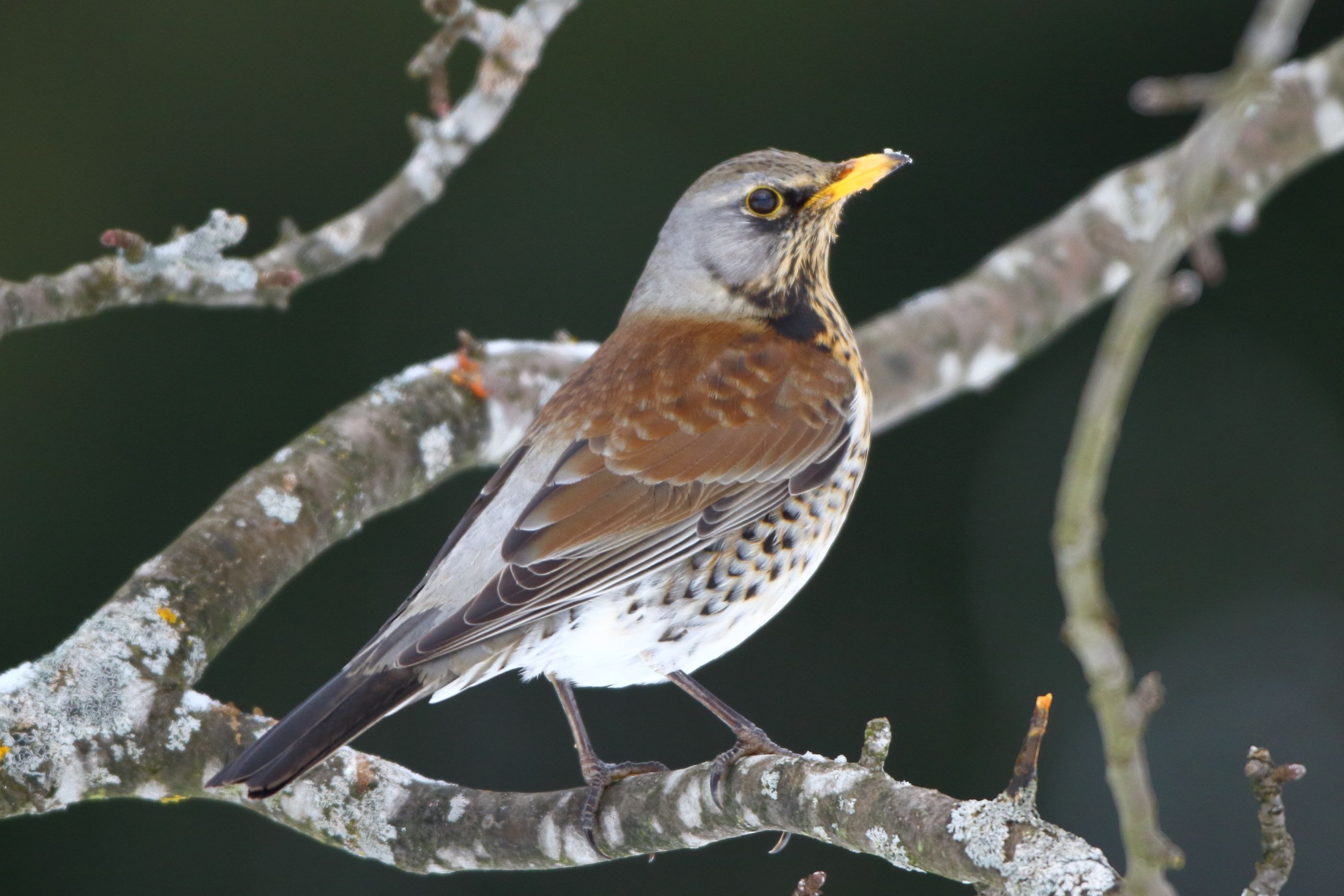 Sie sehen ein Bild mit der Wacholderdrossel- Die Oberseite ist braun-grau