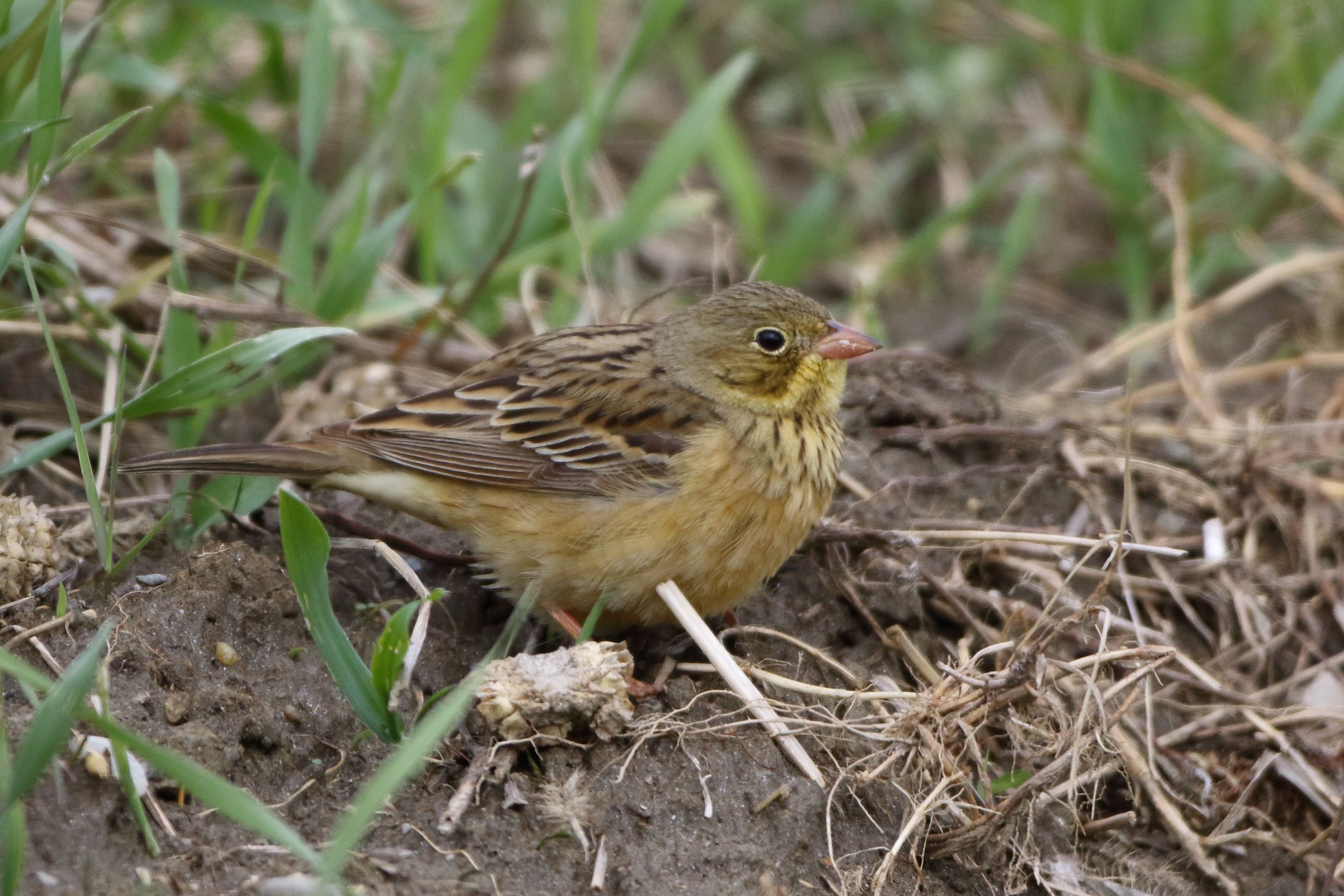 Sie sehen ein Bild mit einem Ortolan - sie haben ein auffälliges olivgrünes Gefieder mit einem gelblichen Bauch und einer braunen Kopfzeichnung.