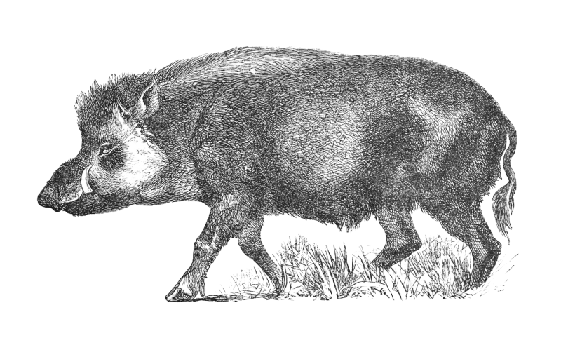 Sie sehen ein Bild mit einem Wildschwein - Vintage gravierte Illustration isoliert auf weißem Hintergrund - Wildschwein oder Wildschwein (Sus scrofa) - Foto: © Hein Nouwens -  Stock illustration ID:1369282864