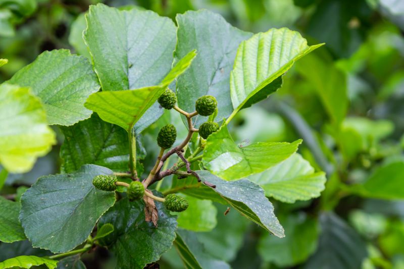 Sie sehen ein Bild von einer Grünerle - Grüne und braune Erlenzapfen, Erlenkätzchen und grüne Blätter. Foto: © COleg Marchak - Stock photo ID:2188686536
