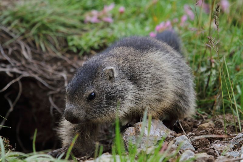 Sie sehen ein Bild mit einem Murmeltier Affen - Foto: © Bernhard Huber