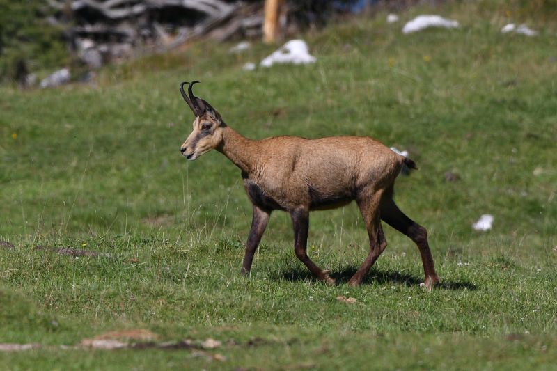 Sie sehen eine Bild mit einer Gamsgeiß Foto: © Bernhard Huber