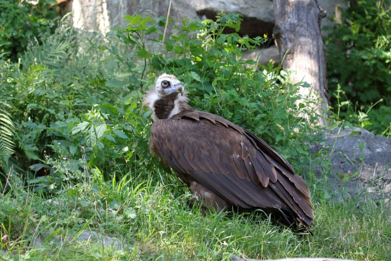 Sie sehen ein Bild mit einem Mönchsgeier - Foto: © Bernhard Huber