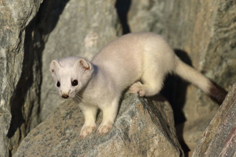 Sie sehen ein Bild mit einem Hermelin - Foto: © Bernhard Huber