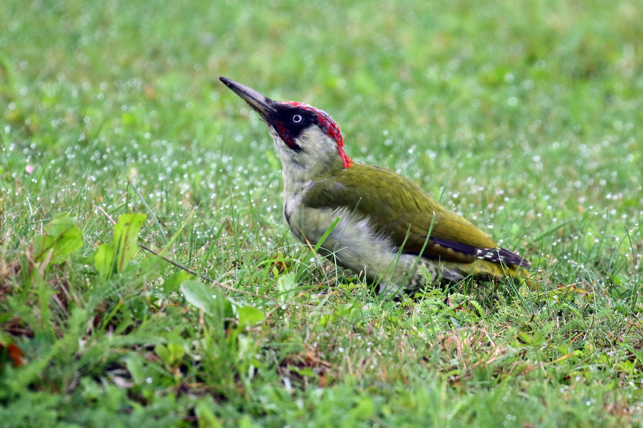 Sie sehen ein Bild mit dem Grünspecht- sein Rücken weist einen grünen Schimmer auf.
