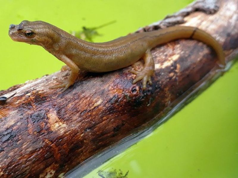 Eine braunes Eidechsenartiges Tier sitzt auf einem Holzast. 