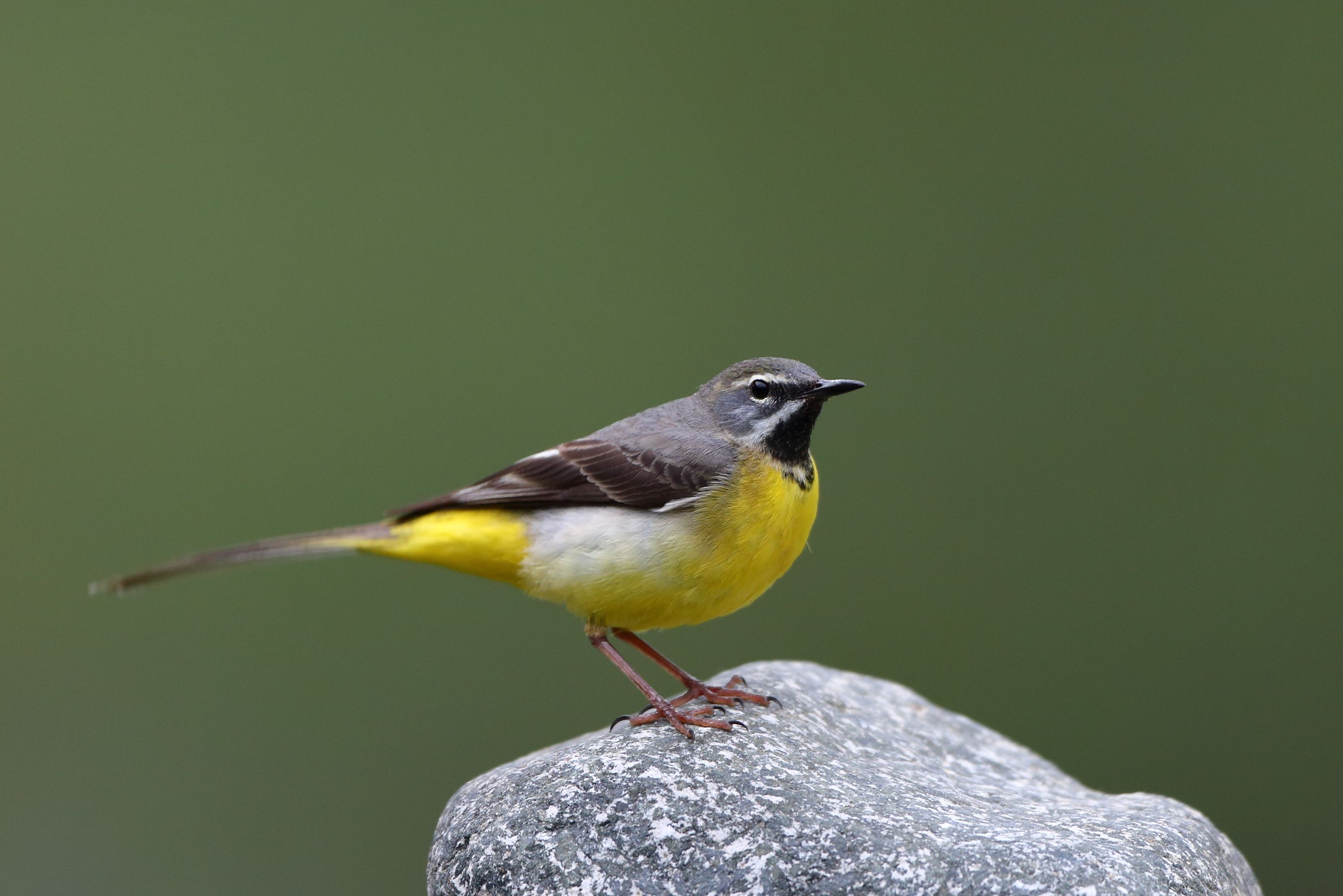 Sie sehen ein Bild mit der Gebirgsstelze - Sie eichnet sich durch ihr graues, gelbes und schwarzes Gefieder aus.