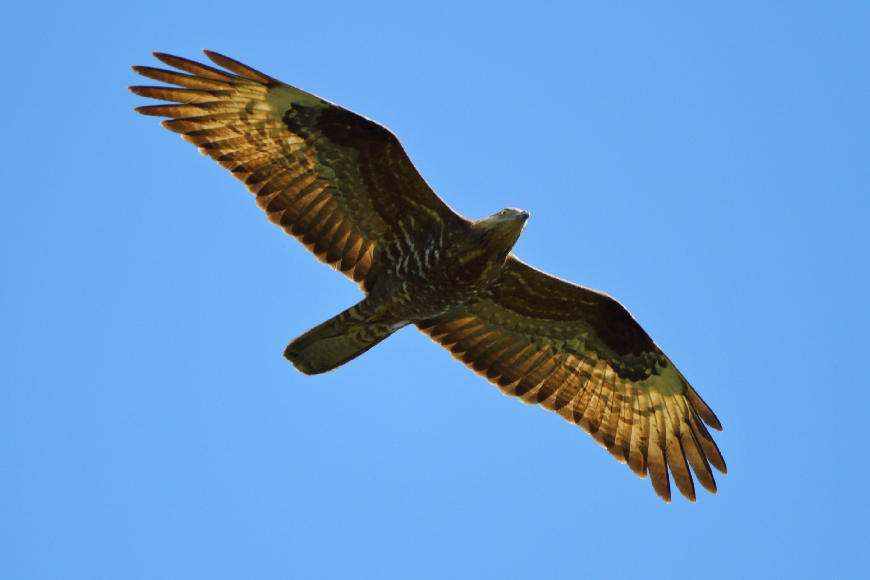 Sie sehen ein Bild mit dem Wespenbussard - Er fliegt durch die Lüfte