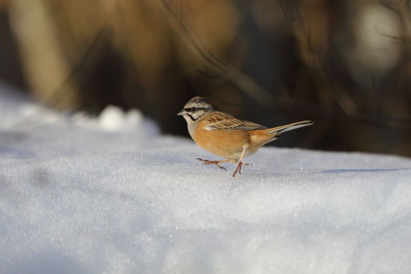 Sie sehen ein Bild mit einer Zippammer - Foto: © Bernhard Huber