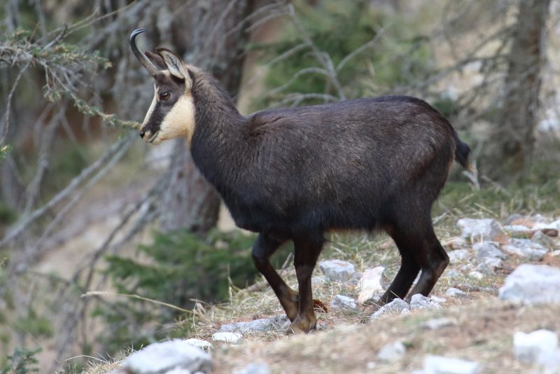 Sie sehen ein Bild mit einem Gamsbock Foto: ©Bernhard Huber