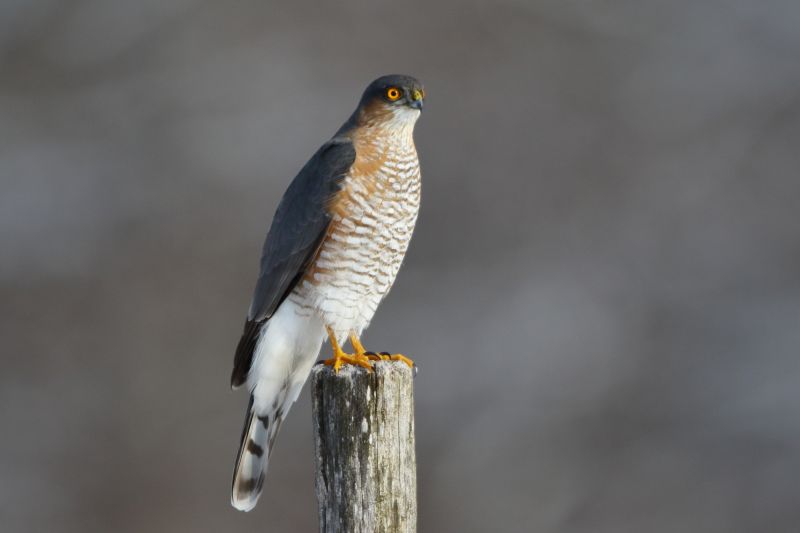 Sie sehen ein Bild mit einem Sperber - Foto: © Bernhard Huber