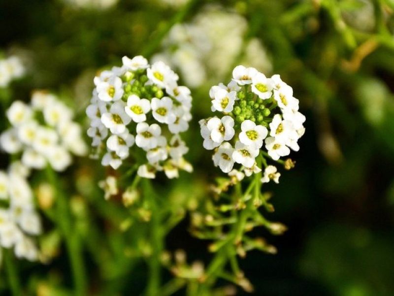 Das Steinkraut hat weiße Blütenblätter die auf einer Dolde am ende des Stängels wachsen. 