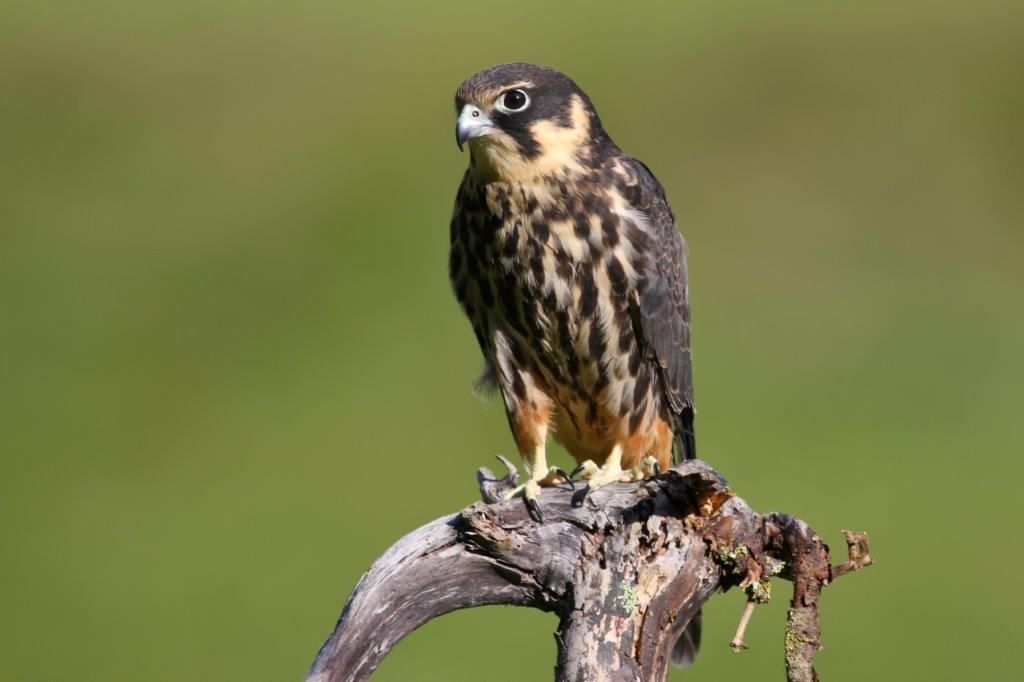 Sie sehen ein Bild mit dem Baumfalken - Das Gefieder ist überwiegend grau-braun