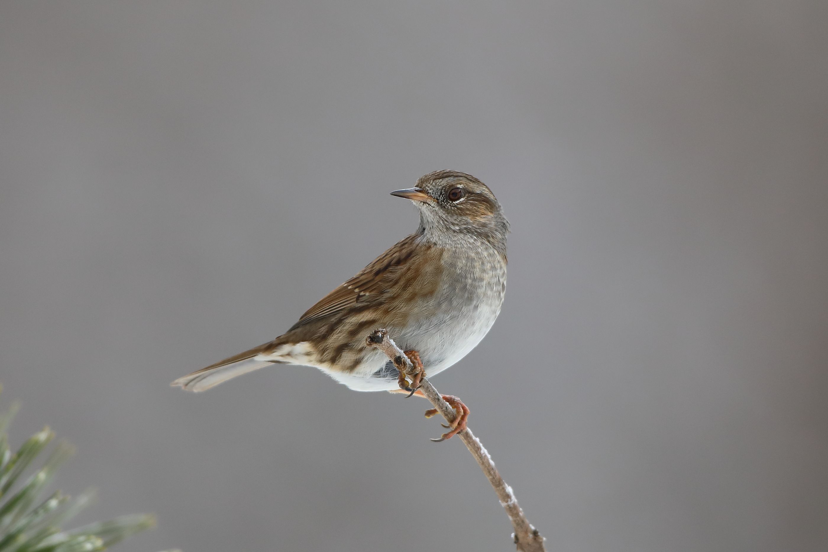 Sie sehen ein Bild mit der Heckenbraunelle - Ihr Gefieder ist überwiegend braun, mit einem graubraunen Kopf und einem helleren Bauch
