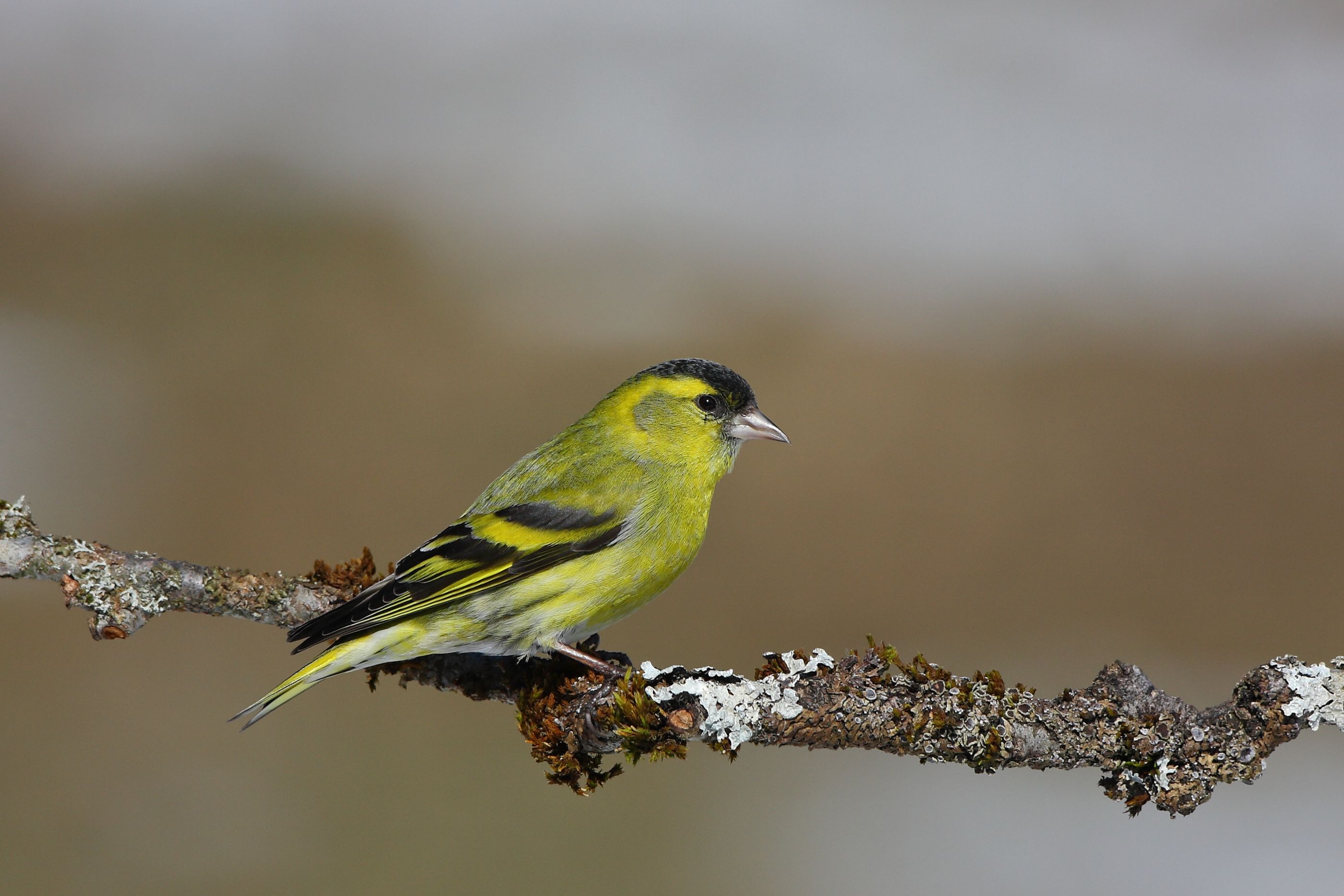 Sie sehen ein Bild mit dem Erlenzeisig - ein auffällig gelb-grünes Gefieder mit schwarzen Markierungen auf dem Kopf