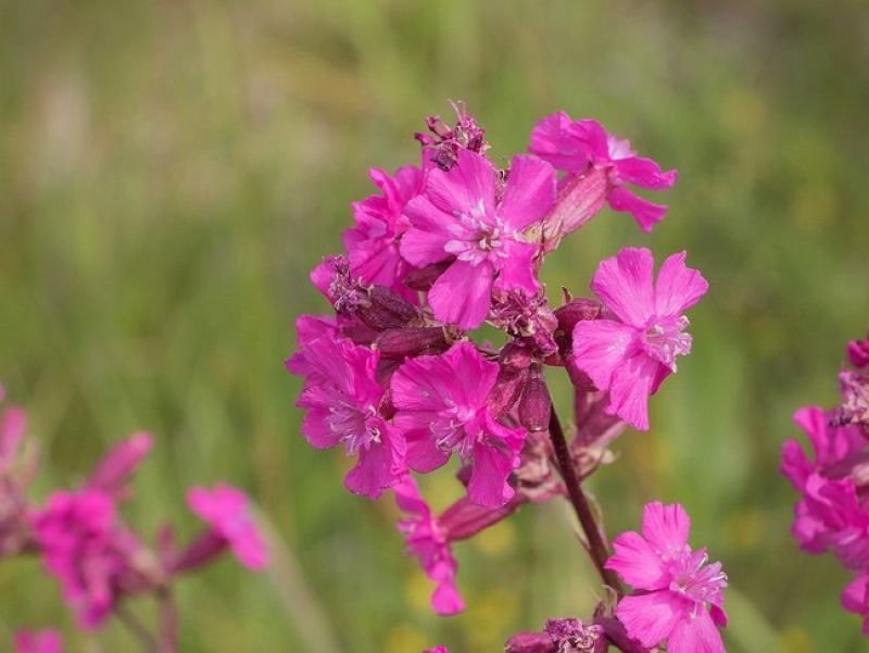 Sie sehen ein Bild der Gewöhnlichen Pechnelke - Eine blume mit rosaroten Blütenblättern. 