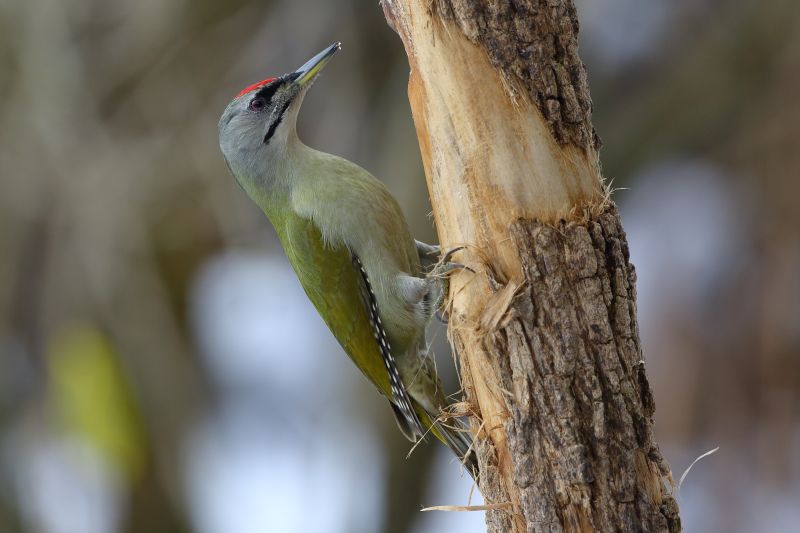 Sie sehen ein Bild von einer Grauspecht - Foto: © Bernhard Huber