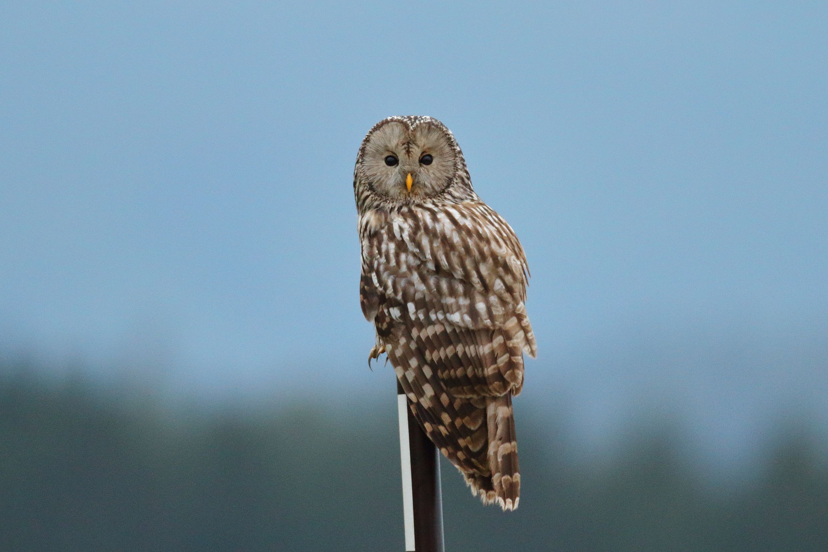 Sie sehen ein Bild vom Habichtskauz - hat ein "Maskengesicht