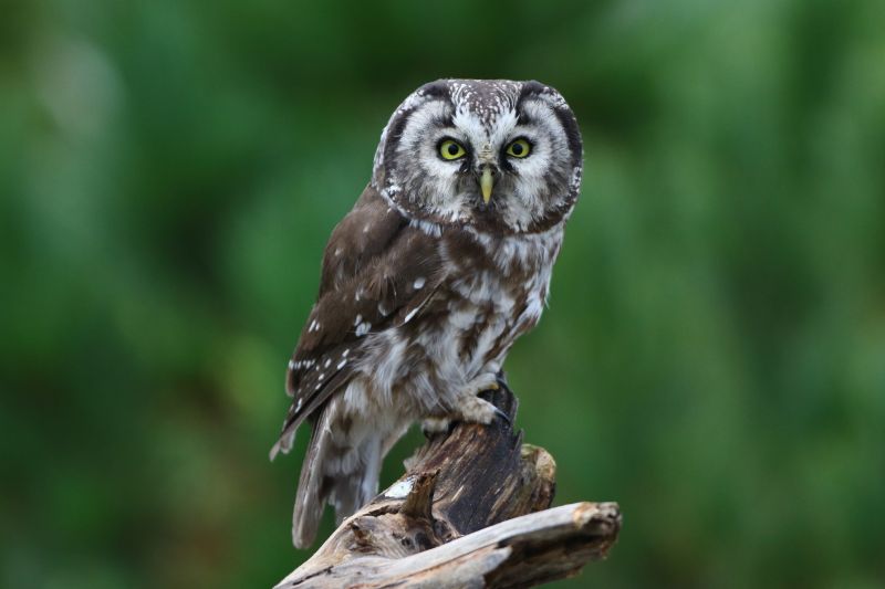 Sie sehen eine Bild mit einem Raufußkauz - Foto: © Bernhard Huber
