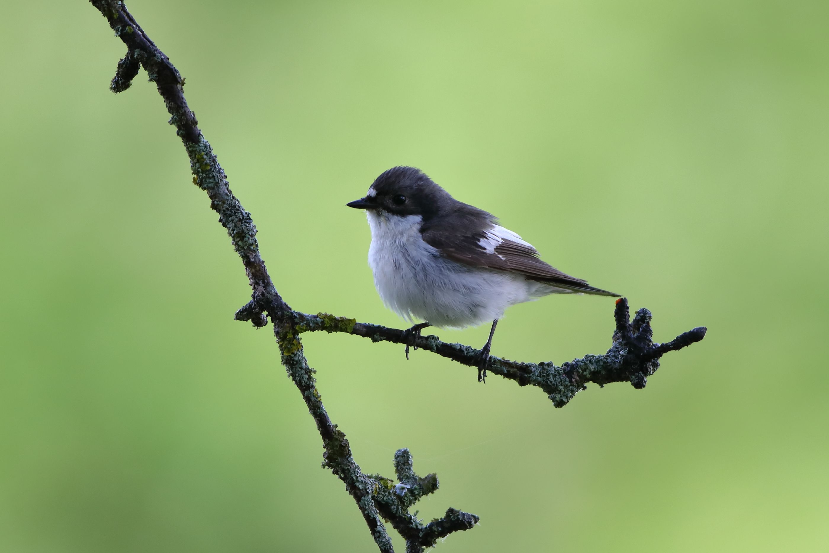 Sie sehen ein Bild mit dem Trauerschnäpper - Sie haben ein weißes Gefieder mit einem schwarzen Kopf und schwarzen Flügeln