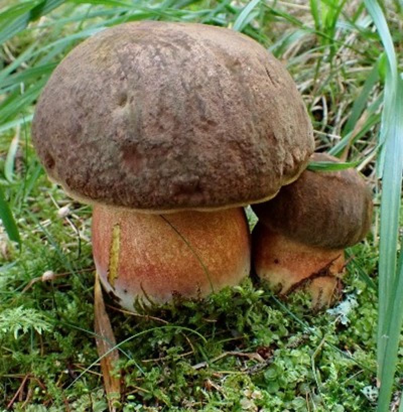 Sie sehen ein Bild mit dem Pilz - Flockenstieliger Hexenröhrling er ist robus - dunkelbraun und wächst auf einer Moosplatte